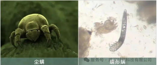 防螨！已成為健康的&ldquo;新剛需&rdquo;--武漢時間科技推出紡織品防螨整理劑喜化&reg;植螨零